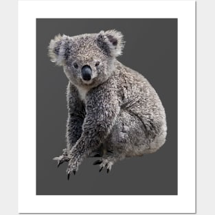 Koala Posters and Art
